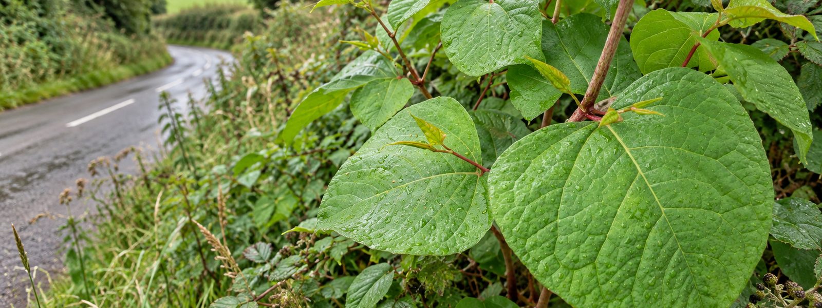 Accredited Knotweed Contractor in the South East
