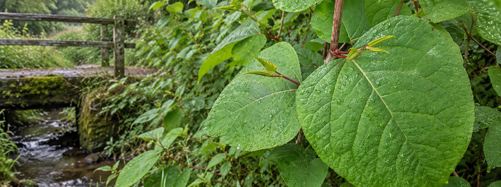 Accredited Knotweed Contractor in the South West